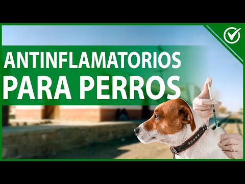 🐶 Antiinflamatorios para Perros ¿Qué le Puedo Dar a mi Can para la Inflamación? 🐶💊