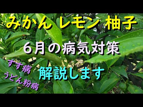 レモンの木の最も一般的な病気は何ですか?また、どうすればそれらに対処できますか?  庭園