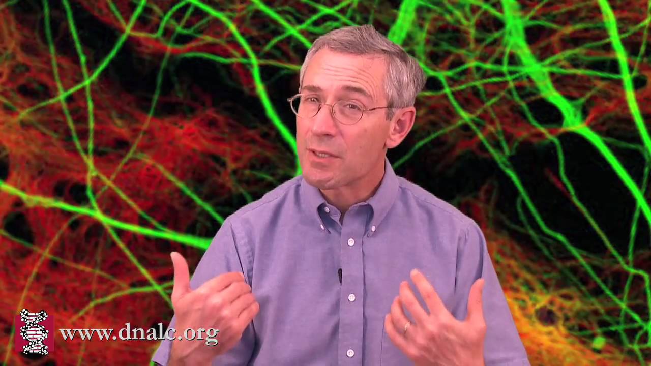 Vasopressin, Oxytocin and Bonding (6 of 6)