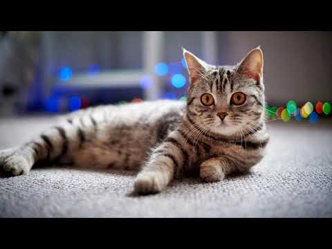 😺Spiele DAS ab - und deine Katze kommt sofort zu dir! 🐈