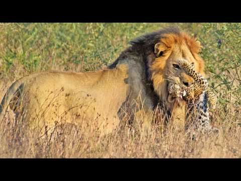 Lion Catches Leopard Cub While Mother Watches Helplessly