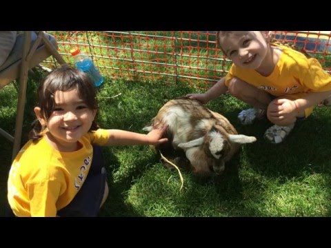 Fun at Junior Gan Israel Daycamp!