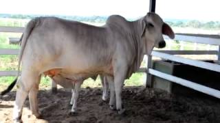 Hijo de calixto en rosita de la tachuela