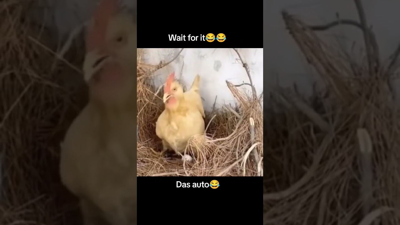 Das Auto🤣 #shorts #shortvideo #funnyshorts #funny #dasauto #memes  #carmemes #car #vw #funnycars