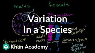 Variation in a Species