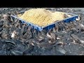 Catfish Farming In Cement Tank In Asia|hybrid magur fish farming in india