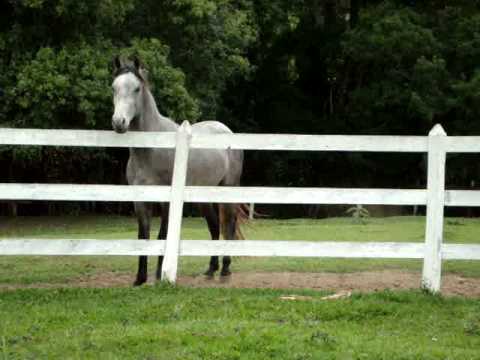 POSSEIDON, MANGALARGA MARCHADOR