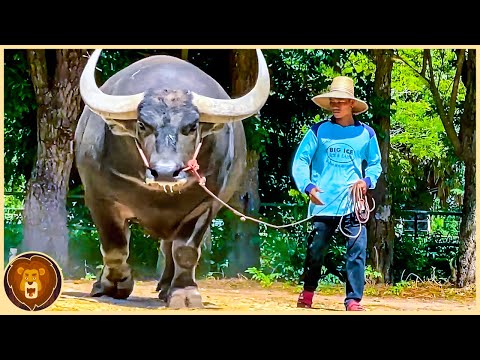 These buffaloes are born once every thousand years.