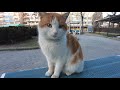 Cute Meowing Orange Tabby Cat