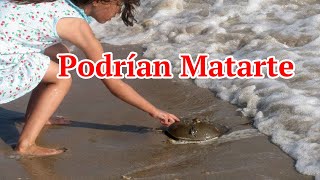 Top 10 Animales Tiernos que podrían Matarte.