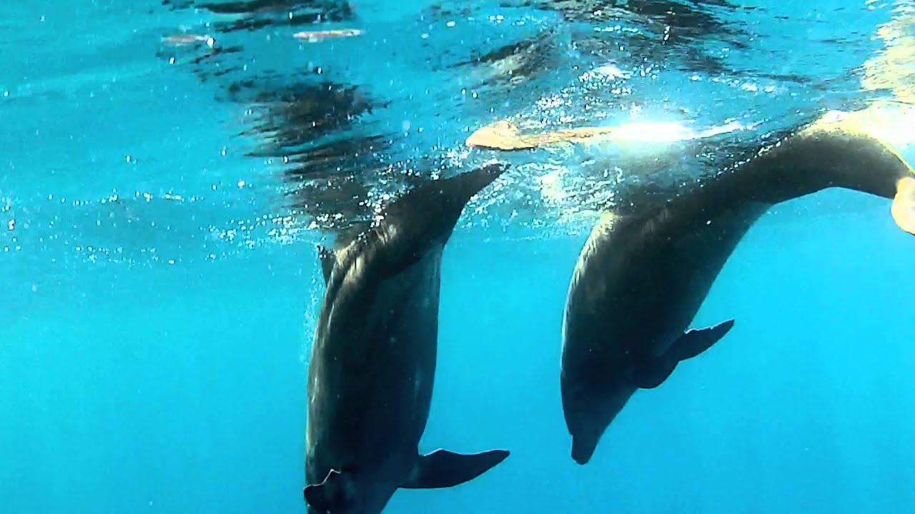 Amazing Ocean 3D Trailer