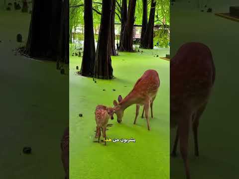 ⚠️ لا تلمس هذه النبتة الخطيرة أبداً! 🛑
