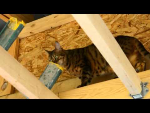 Keisha is using the ladder checking think out