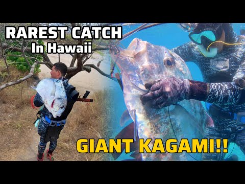 UNDERWATER BEAST! / Spearing Hawaii's Rarest fish / GETIT GanG