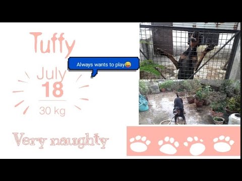 Played full day with my pet tuffy(doberman)