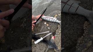 Download lagu Makan ikan belanak mentah segar di teluk Mahurangi #memancing mp3