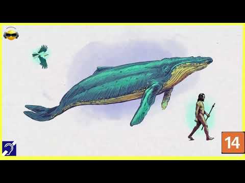 Tv Educativa Explicando a Inteligencia Animal  Netflix Dblado e com Legendas Corte 11