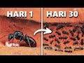 Mensimulasikan Koloni Semut Selama 30 Hari