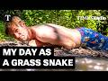 I Spent A Day As A Grass Snake Here S What I Learnt Tom Whipple