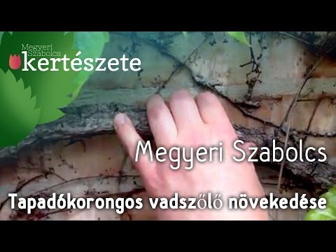 Parthenocissus tricuspidata növekedése - Tapadó korongos vadszőlő - Megyeri Kertészet