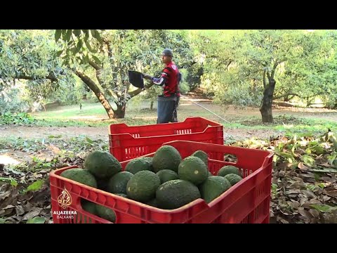 Al Jazeera Svijet: Avokado 'meta' narkokartela