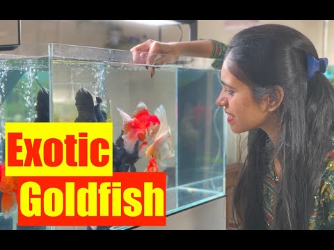 How to buy Exotic goldfish | Goldfish Aquarium | Mayur Dev's Tips | How To Stop Goldfish from Dying