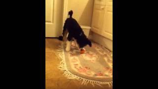 Mini aussiedoodle playing with a mandatin orange