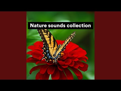 Nature Sounds Collection, Pt. 1