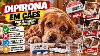SINAIS DE UM CACHORRO DOENTE EM CASA NEM SEMPRE PEDEM REMEDIO
