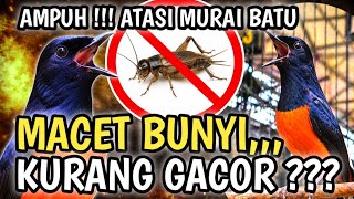 Download lagu MACET BUNYI ATAU KURANG GACOR ?? SIMAK INI BAIK BAIK | CARA MERAWAT DAN MENGATASI MASALAH MURAI BATU mp3