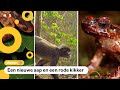 Meer dan 200 nieuwe dieren (en planten) ontdekt