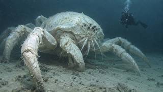 Deep Sea Cameras Captured Creatures That Shouldn’t Look Real