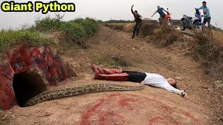 King Kong And The Golden Python || Giant King Cobra Hunter