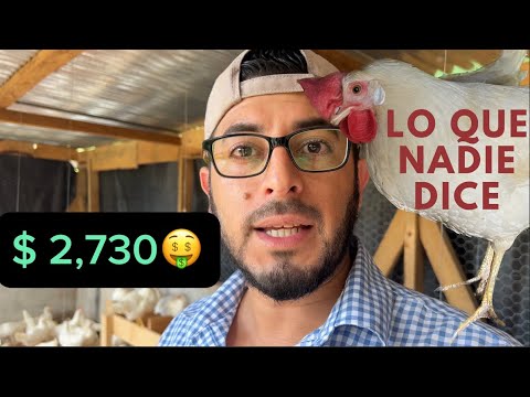 How much does it cost me to produce 1 chicken egg? Is it profitable?