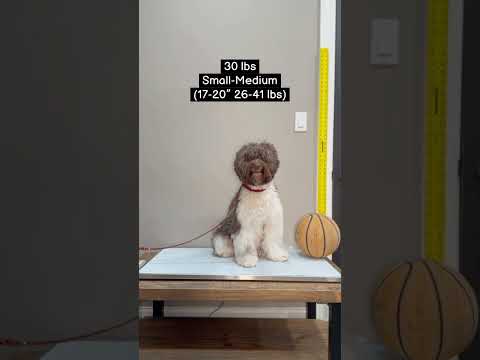 オーストラリアン・ラブラドゥードルの大きさはどのくらいですか?