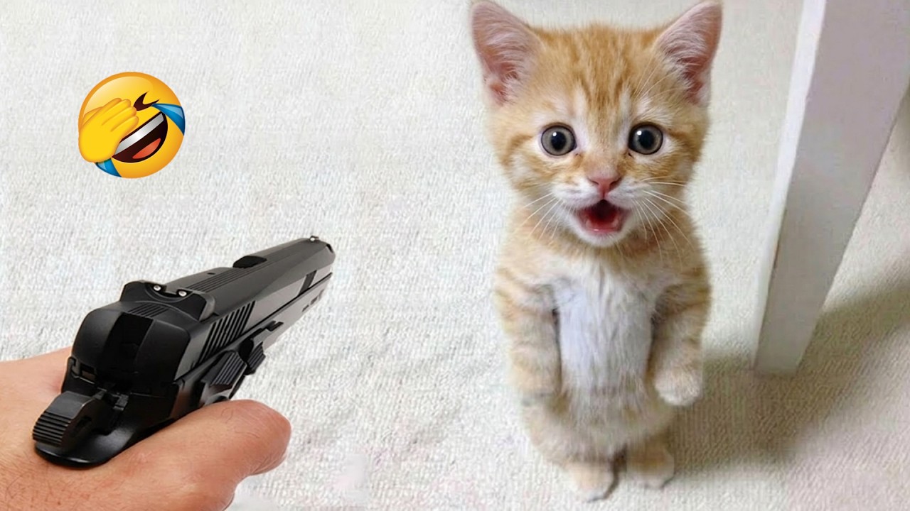 これらの陽気な猫と犬は、あなたをノンストップで笑わせます🤣