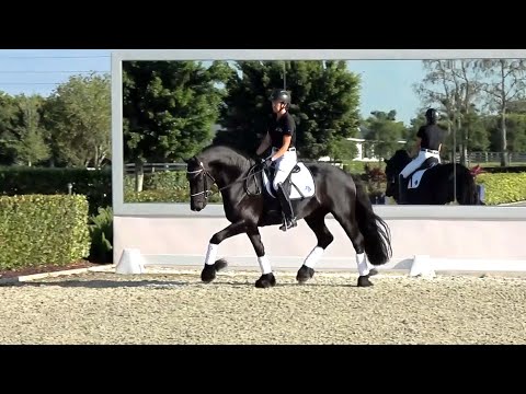 Journey ISF by Ulbert 390, Sport - Developing Friesian Dressage Horse at Iron Spring Farm