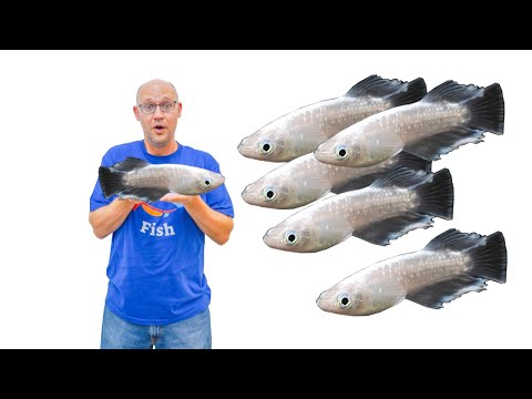 BEST Ricefish, and 5 other Aquarium Fish