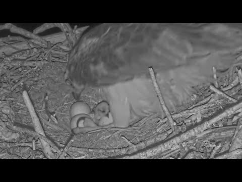 Captiva Osprey Cam | First egg hatched, Welcome in new world | 16.02.2022