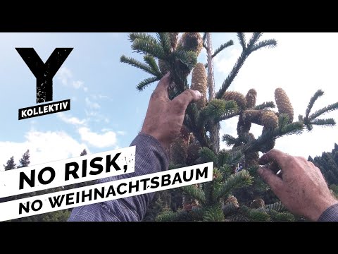 Menschen klettern auf 40 Meter hohe Tannen für unsere Weihnachtsbäume