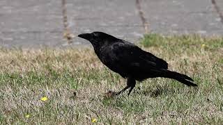 Busy eating, But always answers Caw!! 食事中にもカァカァ!と返事をするカラス