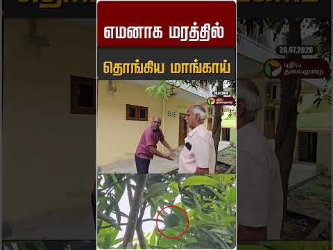 எமனாக மரத்தில் தொங்கிய மாங்காய் #shorts
