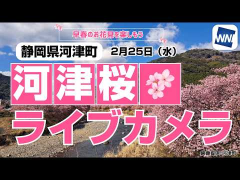 【桜ライブカメラ2026】河津桜／「静岡県河津町」ライブカメラより/Cherry Blossom Live Camera　 2026年2月25日(水)  #桜  #さくら #河津桜
