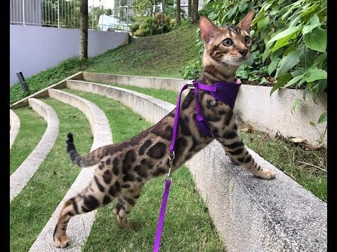 Living with Bengal Cats