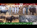 Top Buffalo Milk Production Techniques In Pakistan Rana Naveed Dairy208 Chack Mian Attique Official