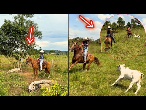 RAIO CAI E MATA DUAS VACAS 😭 CARREIRA LOUCA PARA PEGAR A BEZERRA.