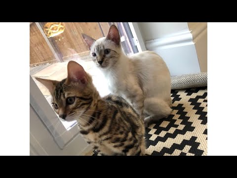 Introducing two bengal kittens CANT BELIEVE IT WORKED!!