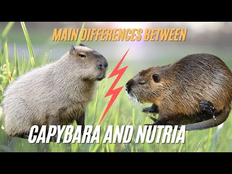 Capybara vs Nutria What’s the Differences Between Capybara vs Nutria