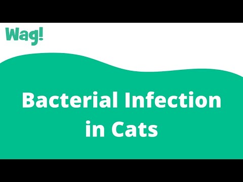 Bacterial Infection in Cats | Wag!