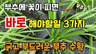 부추에 꽃이 피면 바로 해야할일3가지 이렇게 하면 파릇파릇하고 굵고 부드러운 부추 수확합니다